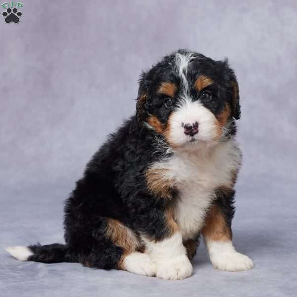 Leah, Mini Bernedoodle Puppy